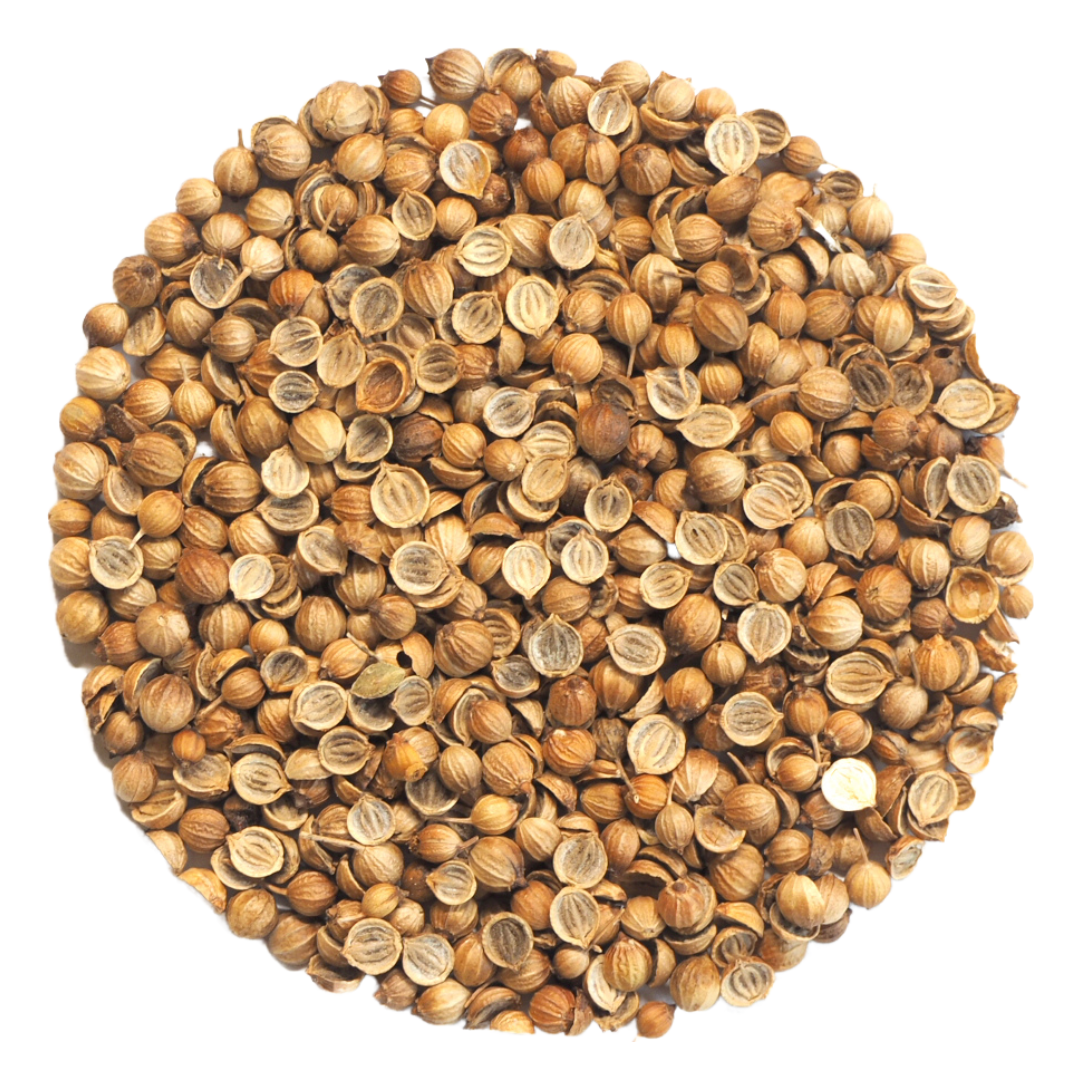 Graines de coriandre divisées – graines de germination biologiques